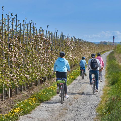 Radfahrer zwischen blühenden Apfelbäumen 