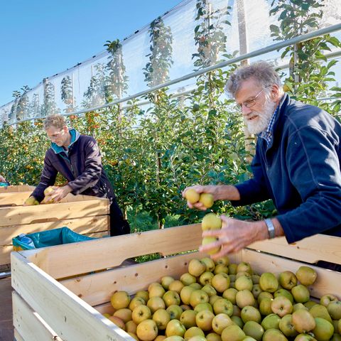 Obstbauern legen Äpfel bei der Ernte in Obstkisten