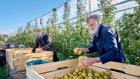 Obstbauern legen Äpfel bei der Ernte in Obstkisten