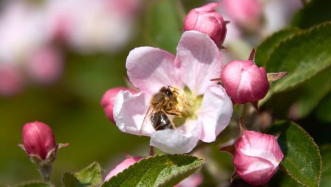 Biene bestäubt Apfelblüte im Alten Land