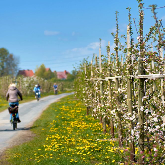 Radfahrer fahren zur Blütezeit vorbei an Obstplantagen