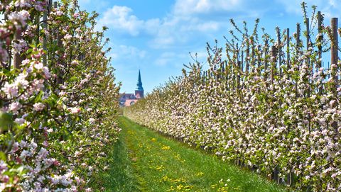 Blick durch die Apfelplantagen nach Steinkirchen 