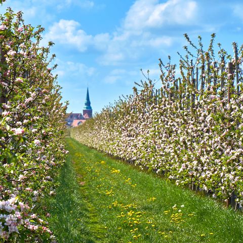 Blick durch die Apfelplantagen nach Steinkirchen 