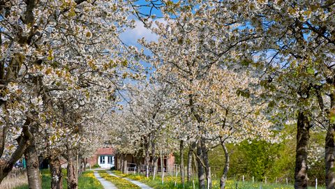 Blütezeit im Alten Land