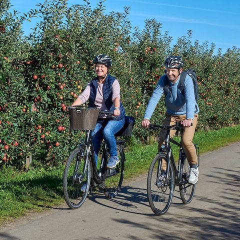 Radfahrer fahren entlang Apfelplantagen