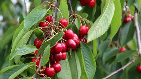 Kirschen im Alten Land am Elbstrom 