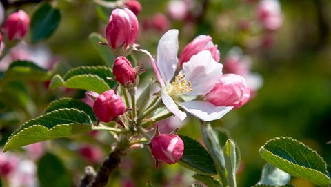 Apfelblüte im Alten Land am Elbstrom 