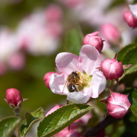 Biene bestäubt Apfelblüte im Alten Land