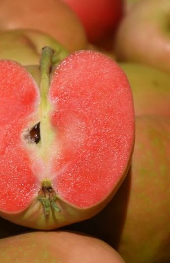 Mönchsweg - Altes Land am Elbstrom